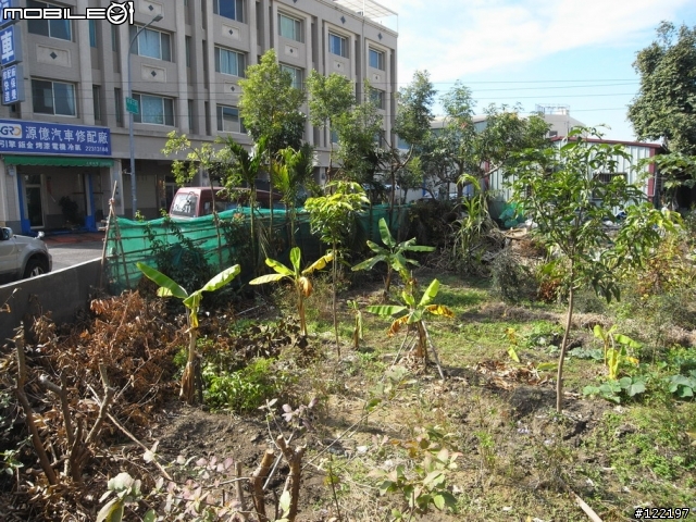 免費的樟樹需自行移植，地點台中市，有需要PM聯絡