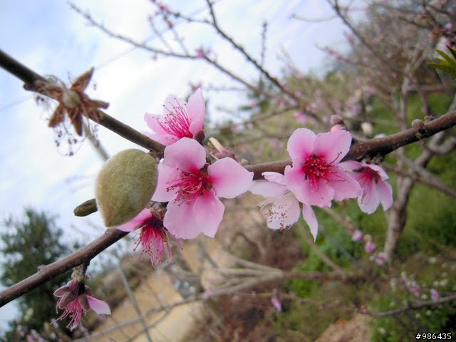 新社的花開了---櫻花、桃花、李花、梨花、鞭炮花......一堆花