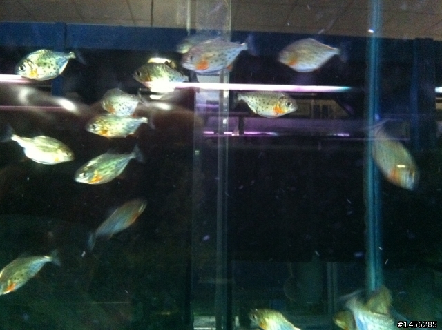紅銀板 & 紅腹虎魚 傻傻分不清楚!?
