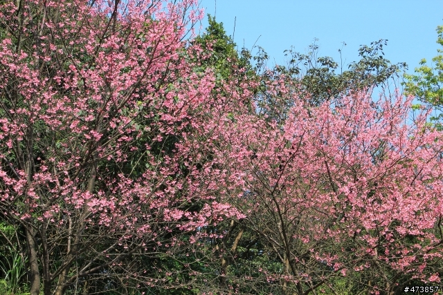 一個人的旅行-550D-Kit18-55 三芝~陽明山-賞櫻花一日遊.