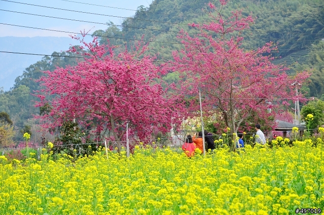 櫻 の 戀 * 南投 . 信義 草坪頭櫻花季