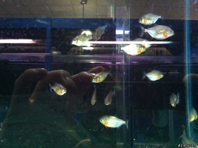 紅銀板 & 紅腹虎魚 傻傻分不清楚!?