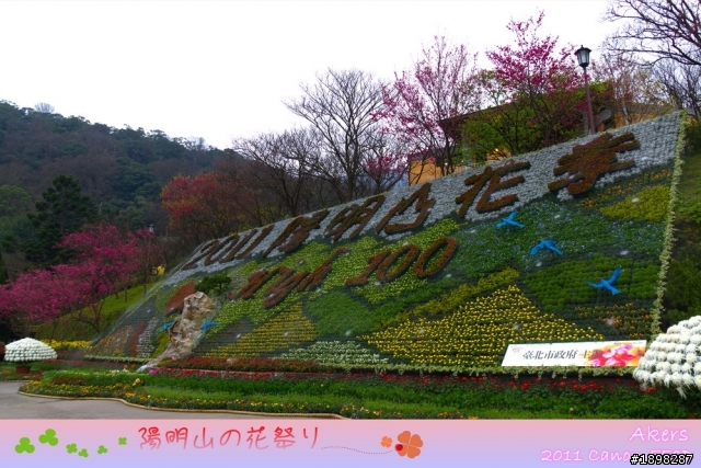 550D拍攝陽明山【櫻戀の花祭り】....