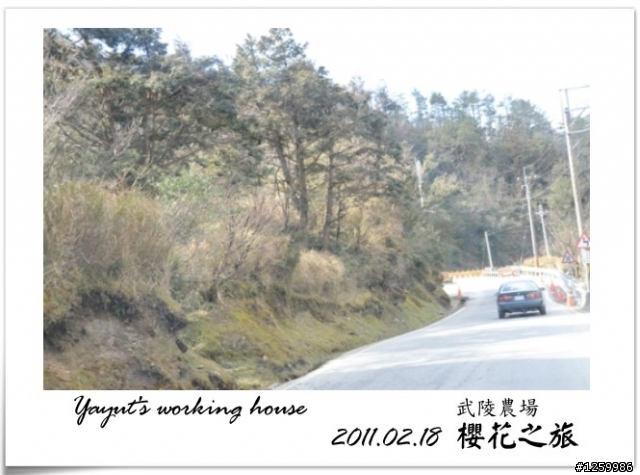[景點]武陵農場-櫻花之旅