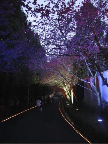 帶著TX9去九族賞櫻～～～～