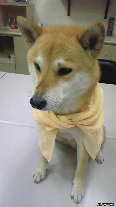 【已尋獲】士林區公柴犬