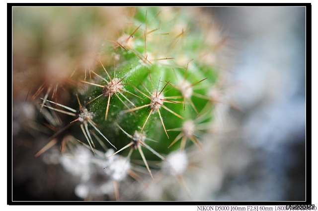 天啊!我的AF-S 60mm micro微距鏡......