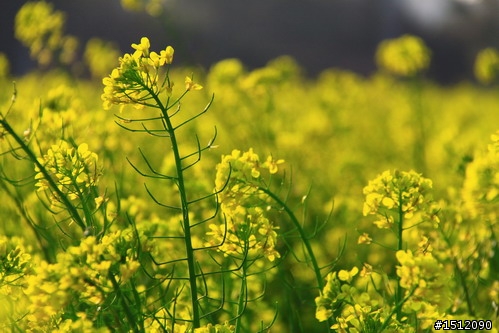 [分享]油菜花森林