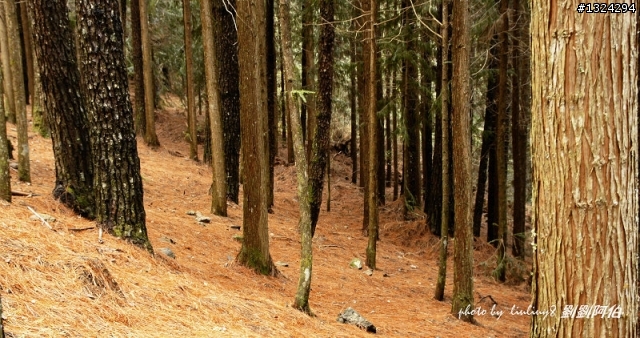 迷幻黑森林 - 武陵桃山步道、櫻花起舞