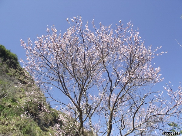 2月5日心願之旅.屏遮那火車站