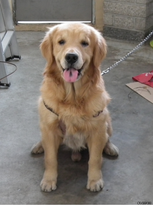 已尋回-台中豐原 豐年路250巷附近走失一隻公的黃金獵犬