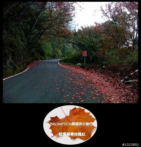 <BROMPTON與我的小旅行>就是要尋找楓紅