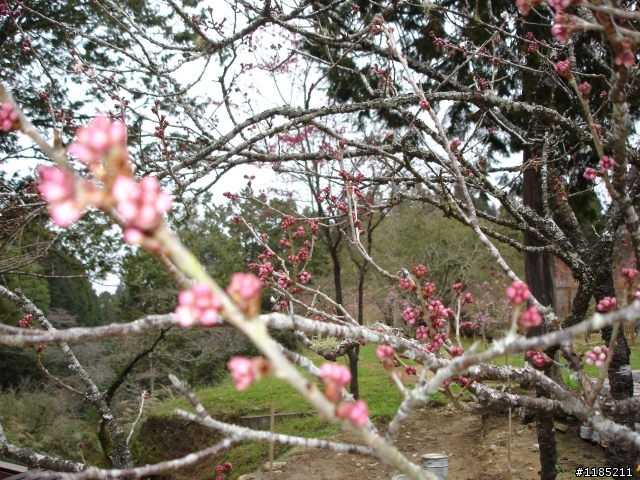 2011.02.19阿里山路況、花況分享