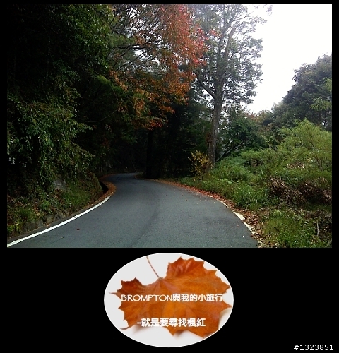 <BROMPTON與我的小旅行>就是要尋找楓紅