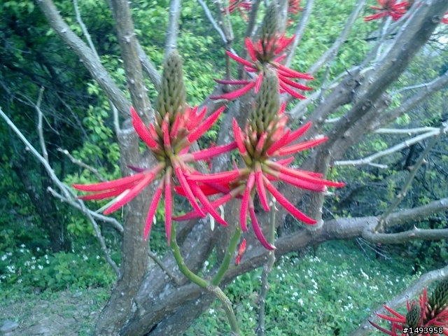 這個是什麼花？