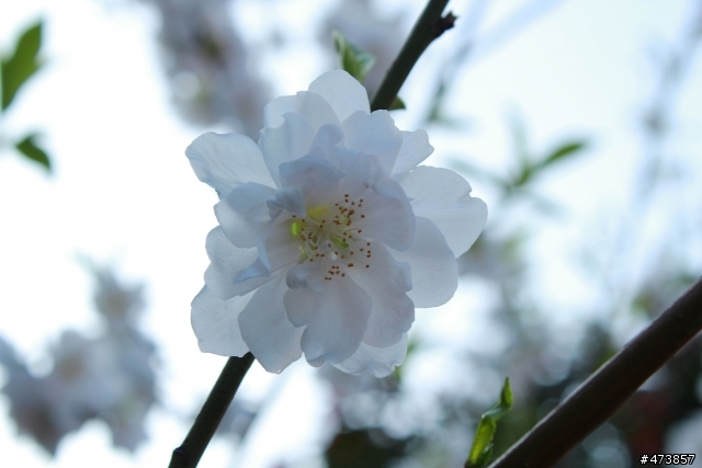 一個人的旅行-550D-Kit18-55 三芝~陽明山-賞櫻花一日遊.