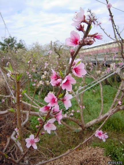 新社的花開了---櫻花、桃花、李花、梨花、鞭炮花......一堆花