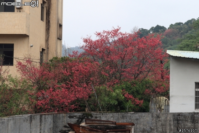 2011-02-21去天元宮走了一趟