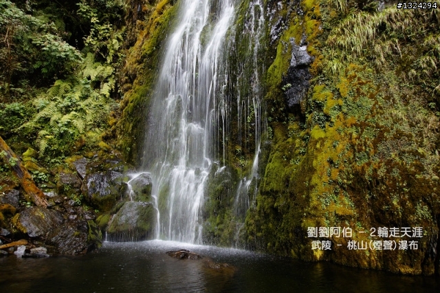迷幻黑森林 - 武陵桃山步道、櫻花起舞