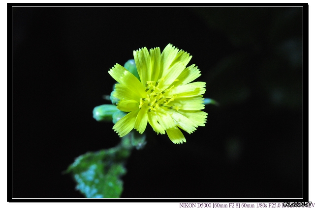 天啊!我的AF-S 60mm micro微距鏡......