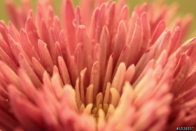 今日入手100MM f2.8L Macro IS USM