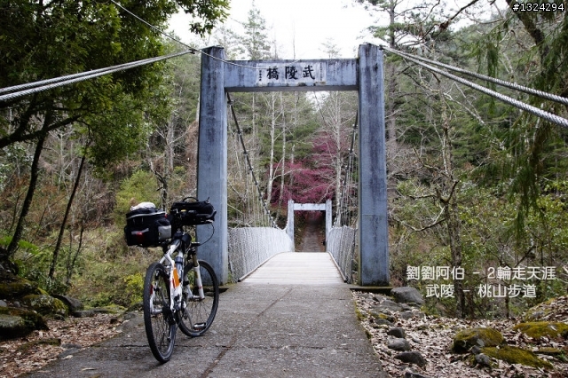 迷幻黑森林 - 武陵桃山步道、櫻花起舞