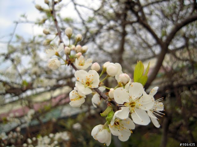 新社的花開了---櫻花、桃花、李花、梨花、鞭炮花......一堆花