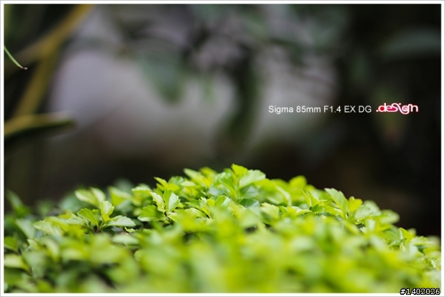 【蓋大樓】魔鏡寶塔．Sigma 85mm F1.4