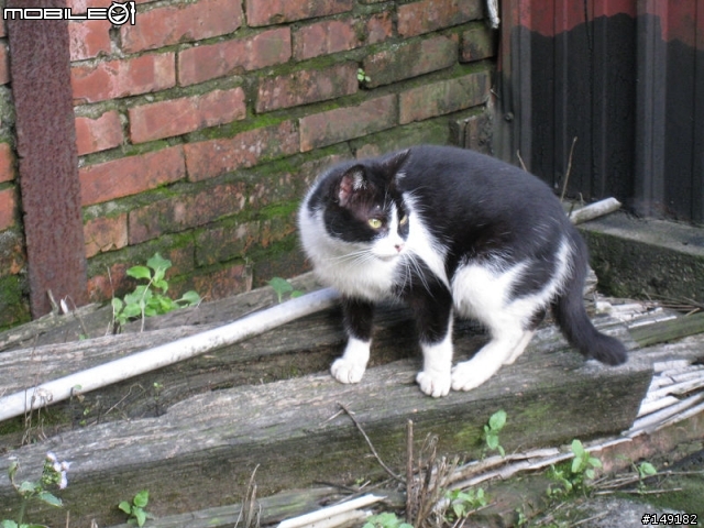 2011春節  猴硐 & 九份一日遊
