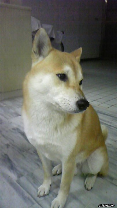 【已尋獲】士林區公柴犬