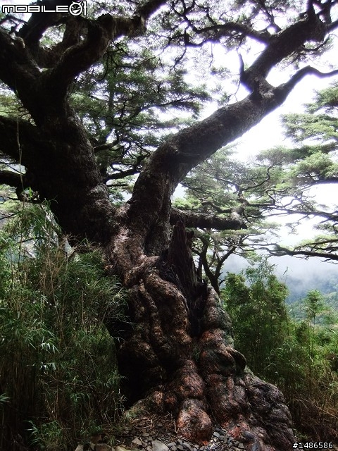 玉山暴走