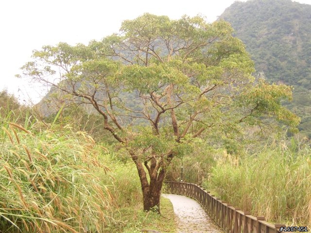 台北-池上  我和女王頂著寒流趴趴走.2/13-2/16