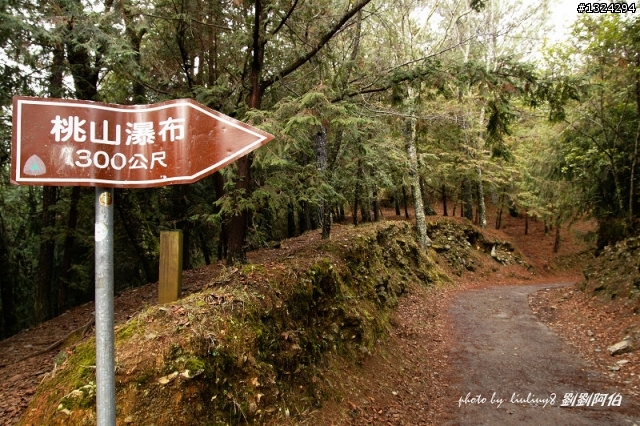 迷幻黑森林 - 武陵桃山步道、櫻花起舞