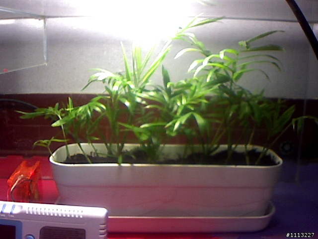 室內植物 與 CO2變化 測試未完成