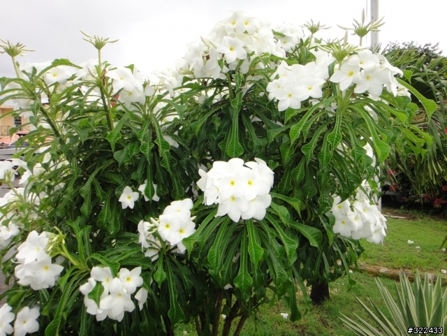 國外看到的花,請問達人是什麼花?