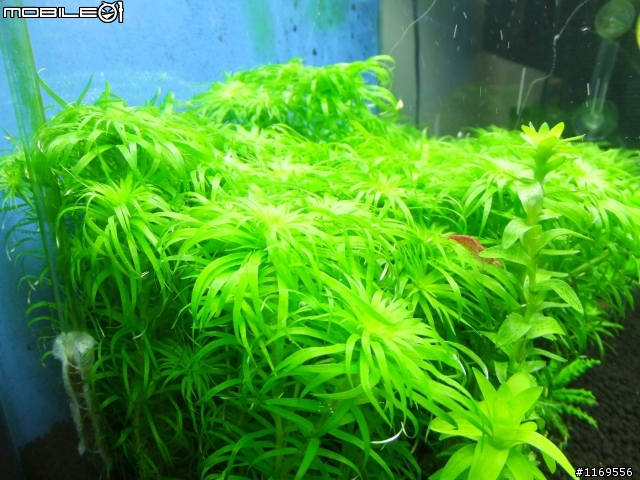 還未成景的南美草缸，給大家笑一笑