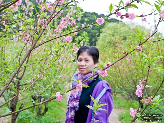[景點分享] 木柵貓空杏花林賞花行