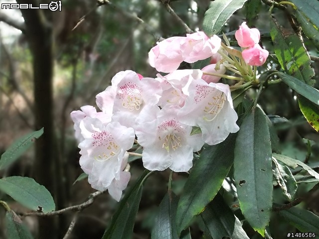 賞櫻花