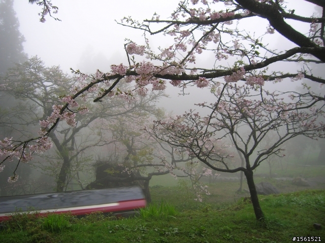 2011-0326阿里山霧中獨騎