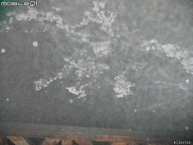 賞櫻花