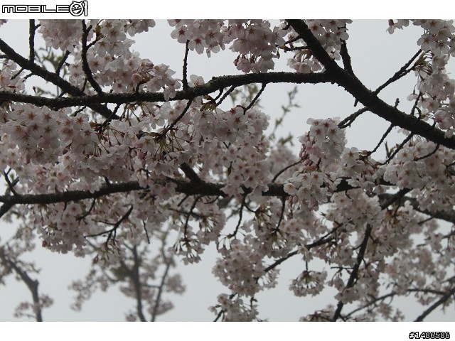 賞櫻花