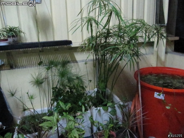 輪散沙草會開花?