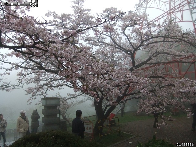 賞櫻花