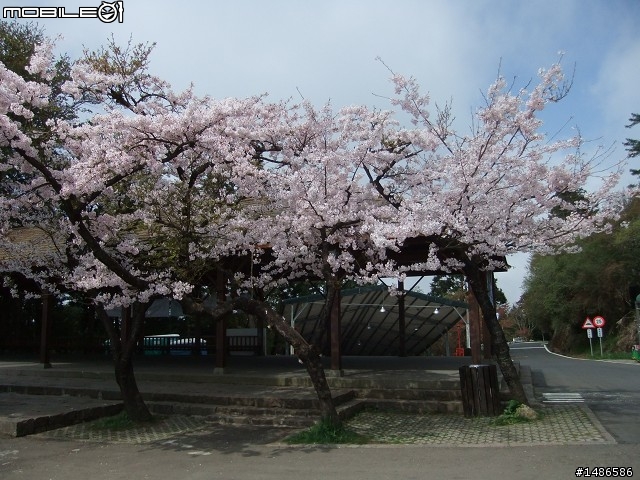 賞櫻花