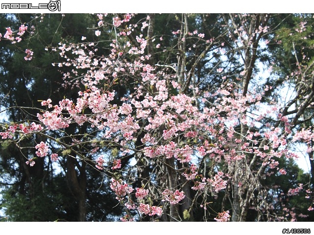 賞櫻花