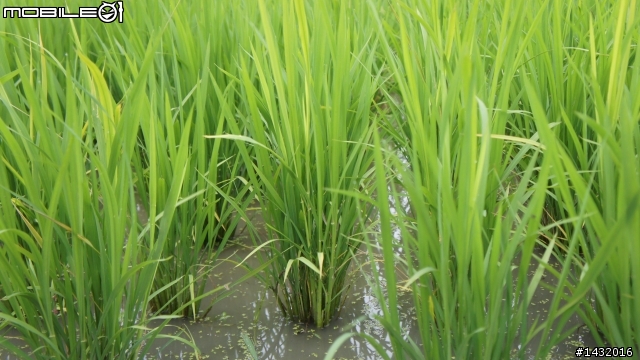 [景點] 紫色田園餐廳種滿彩虹向日葵盛開中