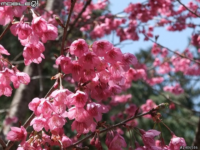 賞櫻花