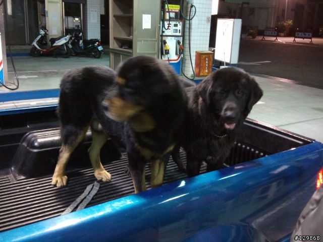 可愛的兩頭獒犬~~