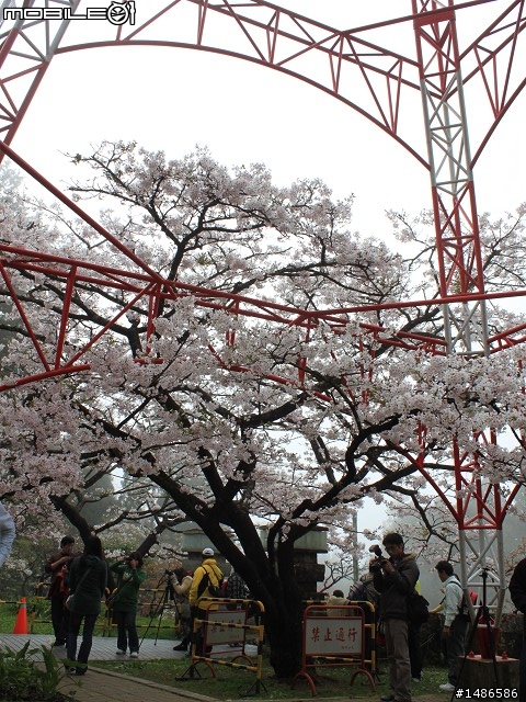 賞櫻花