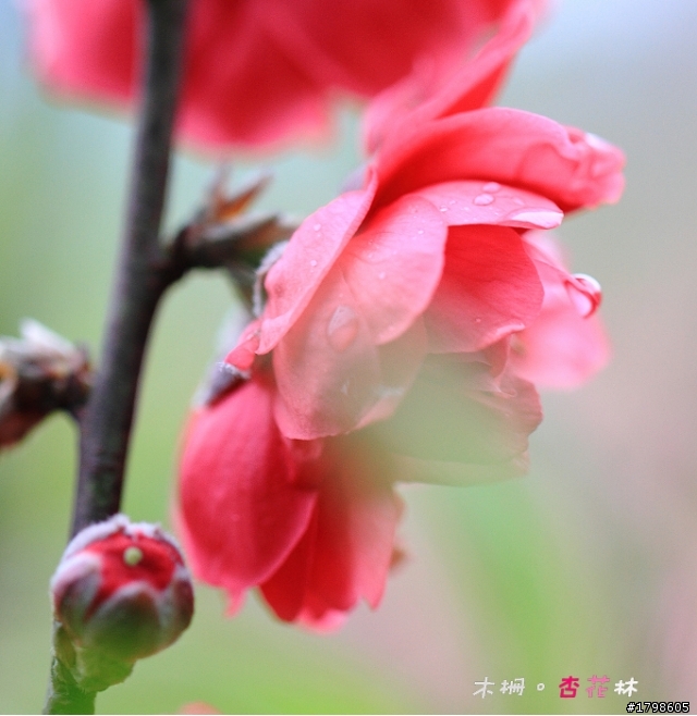 <分享> 木柵。杏花林